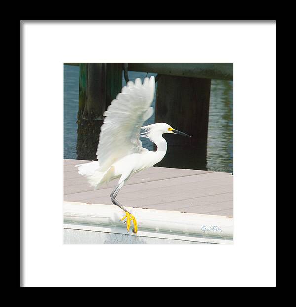 susan Molnar Framed Print featuring the photograph Just Dropping In by Susan Molnar