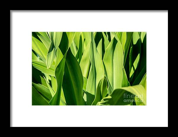 Green Leafs Framed Print featuring the photograph Just Green by Mina Isaac