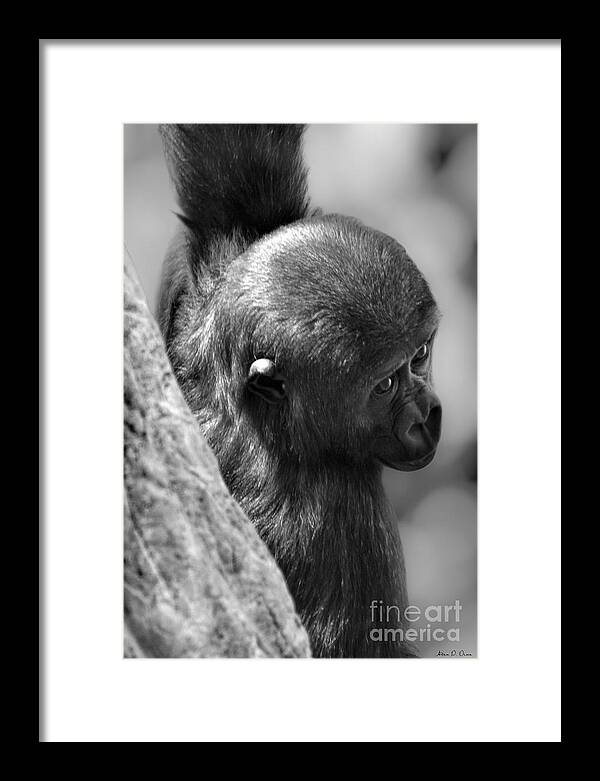 Eyes Framed Print featuring the photograph Just Hang'in by Adam Olsen