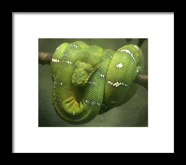 Emerald Tree Boasnakeconstrictorgreen Snake Framed Print featuring the photograph Just Hanging Out by Jeff Cook