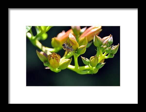 Bee Framed Print featuring the photograph Just Hanging Out by Phillip Garcia