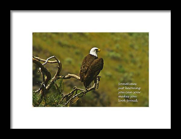 Eagles Framed Print featuring the photograph Just Knowing by Jeff Swan