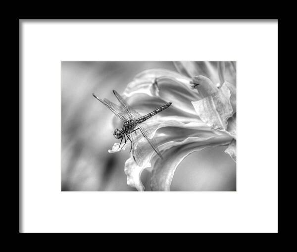 Dragonfly Framed Print featuring the photograph Just Landed by Linda Segerson