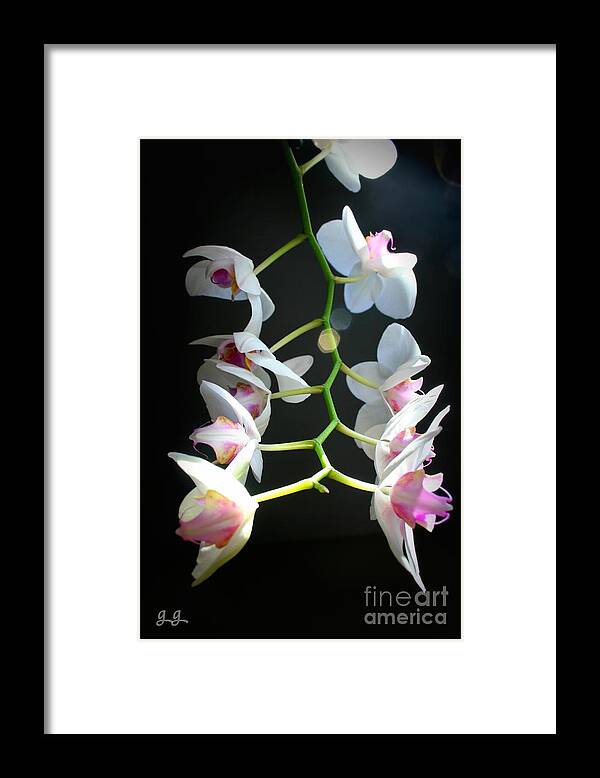 Tropical Framed Print featuring the photograph Just Out Of Reach by Geri Glavis