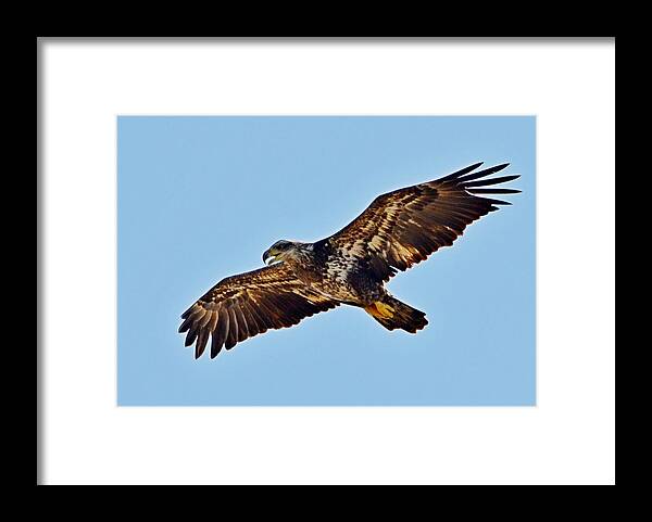 Juvenile Framed Print featuring the photograph Juvenile Bald Eagle In Flight Close Up by Jeff at JSJ Photography