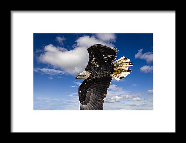 Alaska Framed Print featuring the photograph Juvenile Bald Eagle by Jack R Perry