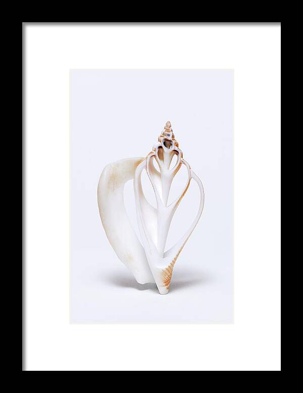 Laevistrombus Framed Print featuring the photograph Juvenile Conch Shell by Kaj R. Svensson/science Photo Library