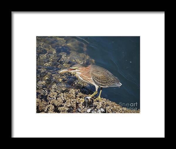 Wildlife Framed Print featuring the photograph Juvenile Green Heron by Gayle Swigart