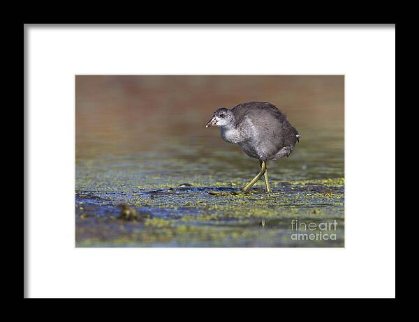 American Coot Framed Print featuring the photograph Juvi Coot by Bryan Keil