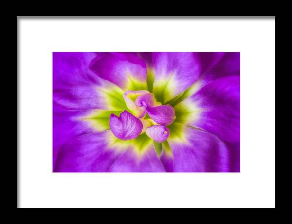 Flower Framed Print featuring the photograph Kaleidoscope by Joan Herwig