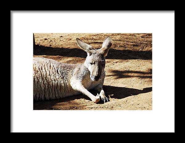 Kangaroo Framed Print featuring the photograph Kangaroo by Aimee L Maher ALM GALLERY