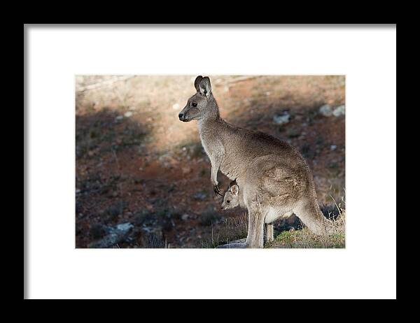 Australia Framed Print featuring the photograph Kangaroo and joey by Steven Ralser