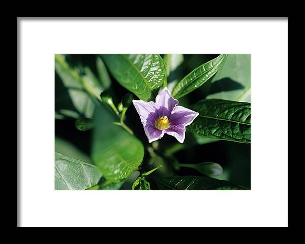 Solanum Aviculare Framed Print featuring the photograph Kangaroo Apple Flower by Duncan Smith/science Photo Library