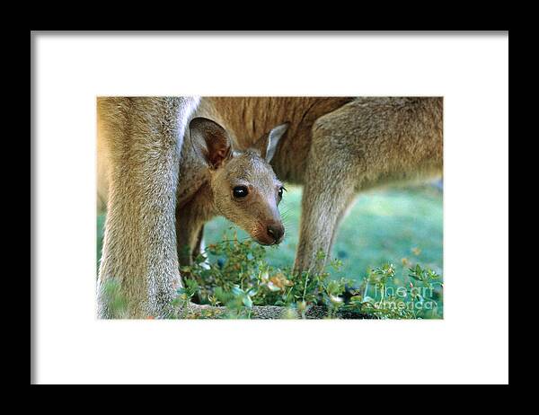 Eastern Grey Kangaroo Framed Print featuring the photograph Kangaroo Joey by Mark Newman