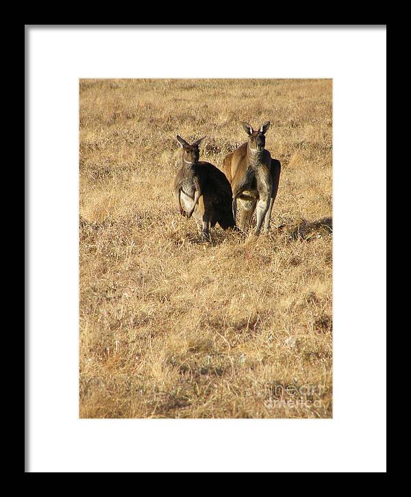 Australia Framed Print featuring the photograph Kangaroo Twosome - Western Australia by Phil Banks