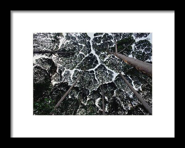 Feb0514 Framed Print featuring the photograph Kapur Trees Showing Crown Shyness by Mark Moffett
