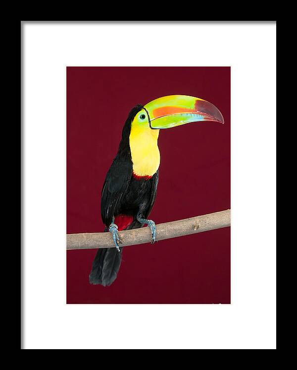 Avian Framed Print featuring the photograph Keel-billed Toucan 4 by Avian Resources