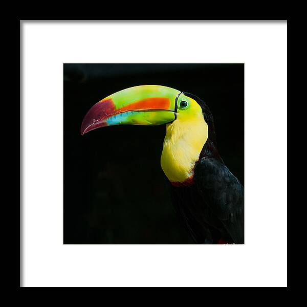 Keel Framed Print featuring the photograph Keel-billed Toucan by Avian Resources