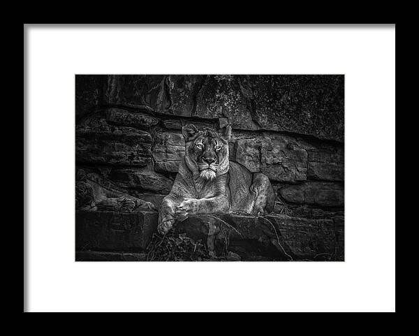 Nature Framed Print featuring the photograph Keen Eyed Lioness by Donald Brown