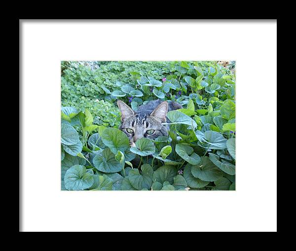 David S Reynolds Framed Print featuring the photograph Keeping An Eye On You by David S Reynolds