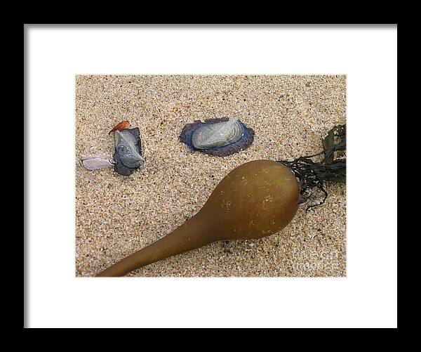 Kelp Framed Print featuring the photograph Kelp Float and Velella by James B Toy