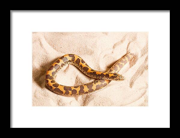 Animal Framed Print featuring the photograph Kenyan Sand Boa Eryx Colubrinus by David Kenny