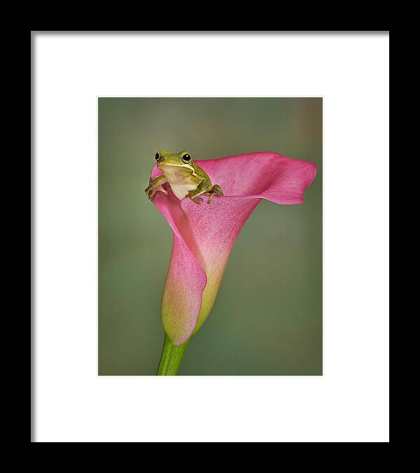 Calla Framed Print featuring the photograph Kermit Peeking Out by Susan Candelario
