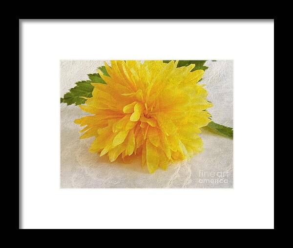 Flower Framed Print featuring the photograph Kerria japonica by Vix Edwards