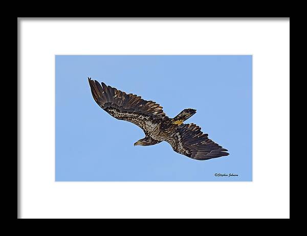 Bald Eagle Framed Print featuring the photograph Ketchikan Immature Bald Eagle by Stephen Johnson