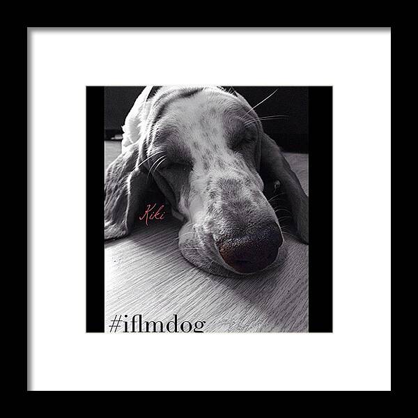 Petstagram Framed Print featuring the photograph Kiki Laroooooo #iflmdog #dogs #dogpics by Jim Neeley