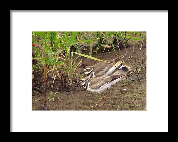 Birds Framed Print featuring the photograph Killdeer pair by I'ina Van Lawick