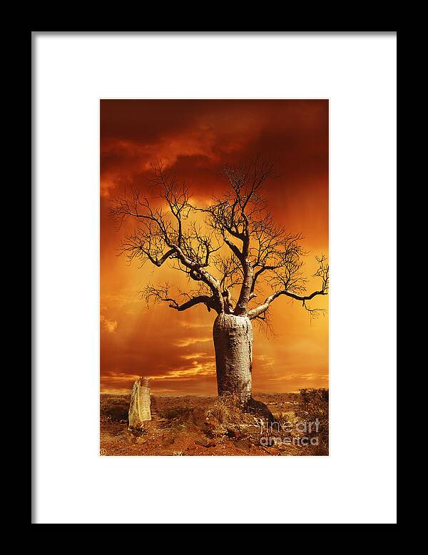 Boab Framed Print featuring the photograph Kimberley Dreaming by Linda Lees