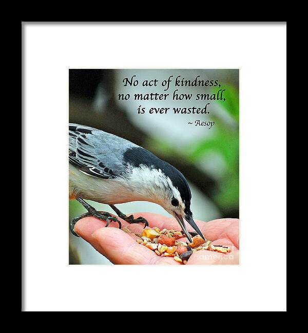 White-breasted Nuthatch Framed Print featuring the photograph Kindness Is Never Wasted by Kerri Farley