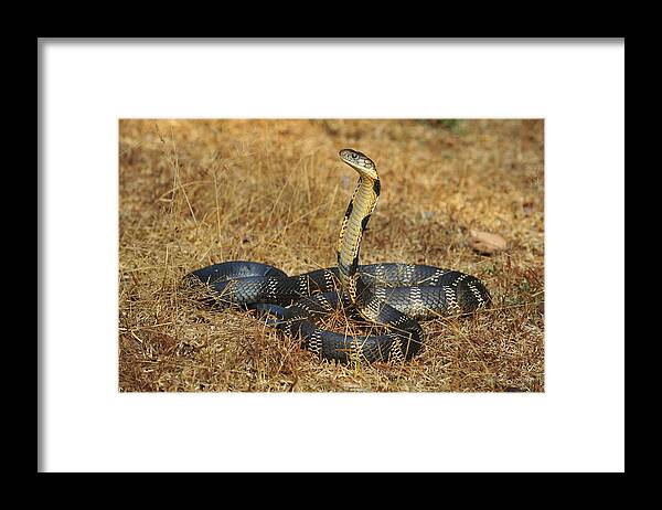 Thomas Marent Framed Print featuring the photograph King Cobra Agumbe Rainforest India by Thomas Marent