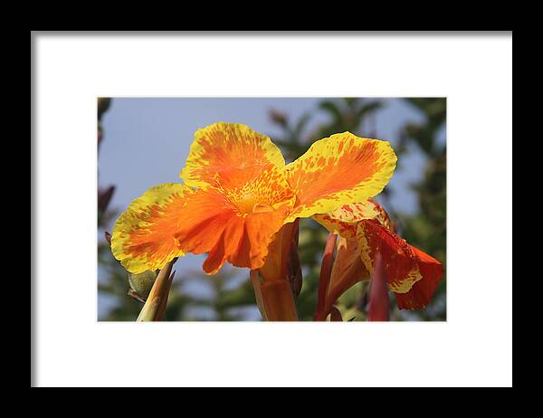 Canna Framed Print featuring the photograph King Humbert Canna Lilies 4 by Cathy Lindsey