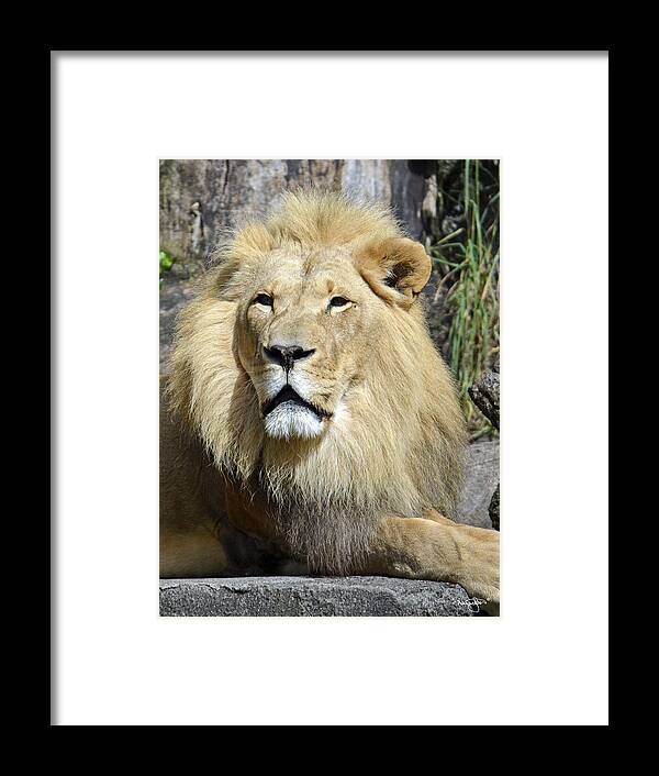 Lion Framed Print featuring the photograph King Of Beasts by Shanna Hyatt