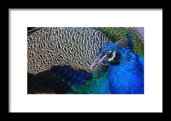 Peacock Framed Print featuring the photograph King of Colors by Evelyn Tambour