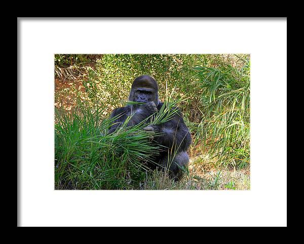 Gorilla Framed Print featuring the photograph King Of The Mountain by Kathy Baccari
