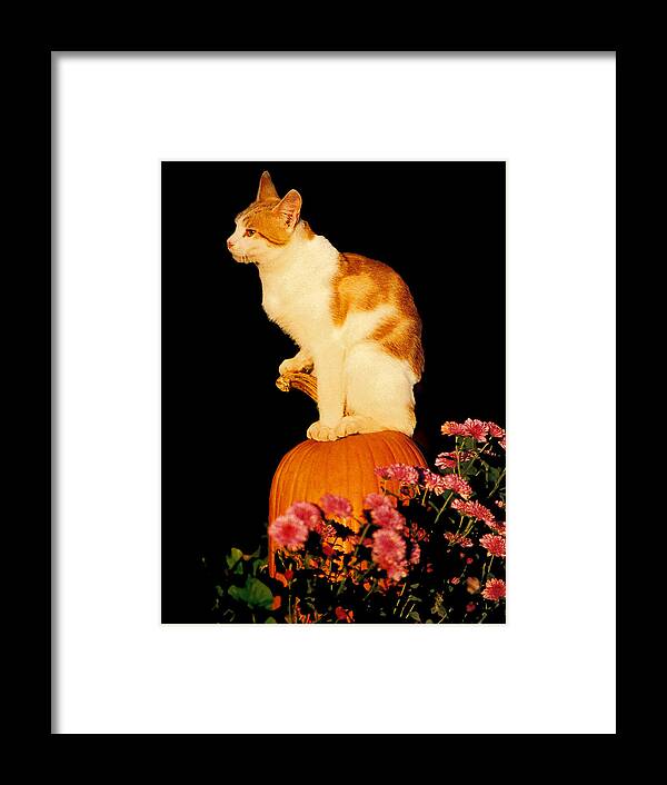 Pumpkin Framed Print featuring the photograph King of the Pumpkin by Peggy Urban