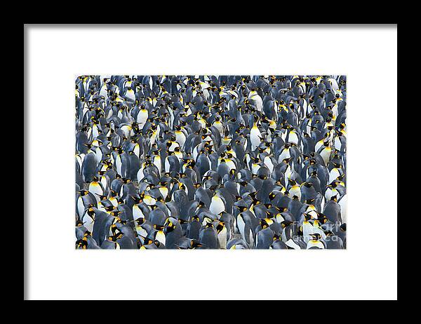 00345283 Framed Print featuring the photograph King Penguin Rookery South Georgia by Yva Momatiuk John Eastcott