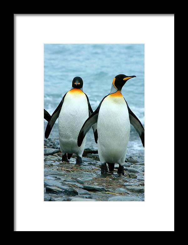 Two King Penguins Framed Print featuring the photograph King Penguins by Amanda Stadther