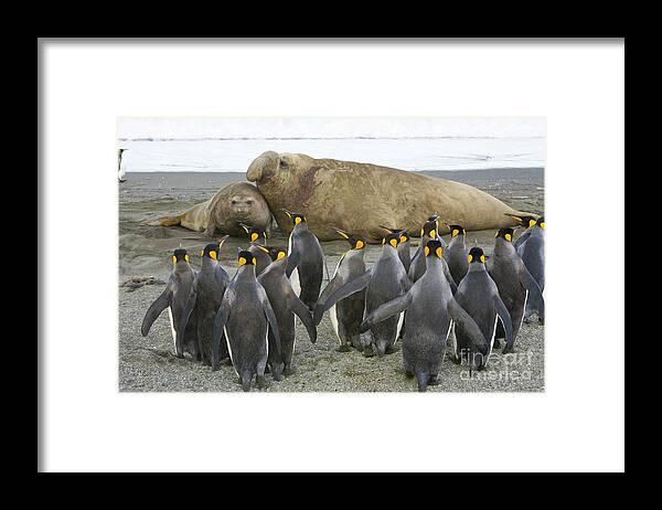 00345831 Framed Print featuring the photograph King Penguins And Southern Elephant by Yva Momatiuk John Eastcott