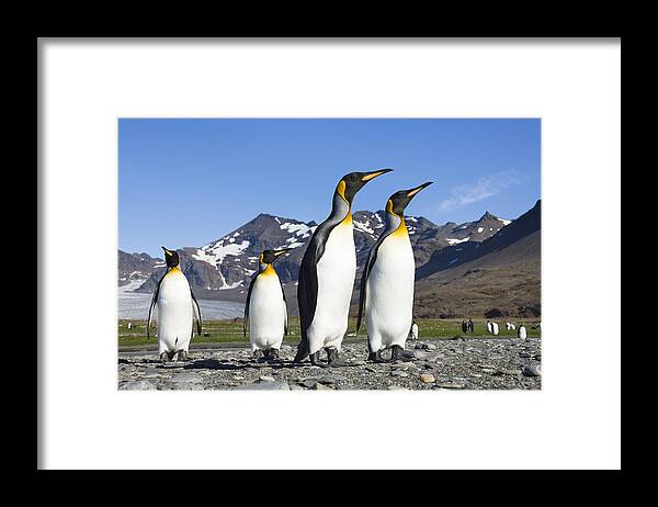 Feb0514 Framed Print featuring the photograph King Penguins St Andrews Bay South by Konrad Wothe