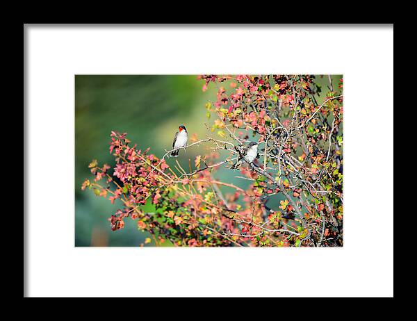 Eastern Kingbirds Framed Print featuring the photograph Kingbird Pair by Greg Norrell