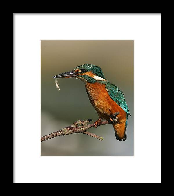 Kingfisher Framed Print featuring the photograph Kingfisher2 by Tony Mills