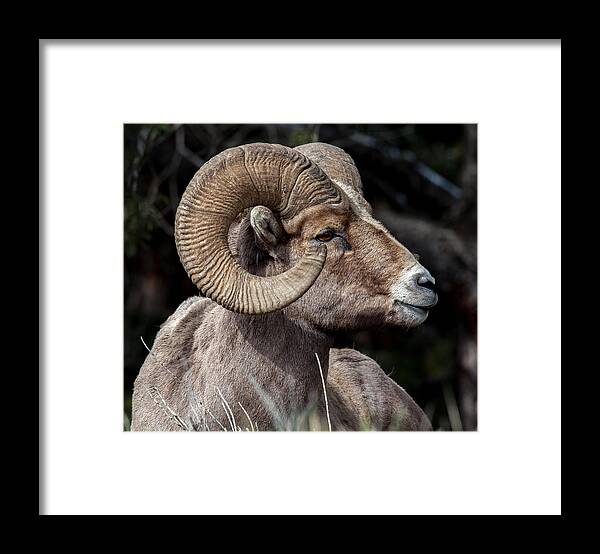Big Horn Sheep Framed Print featuring the photograph Kings Pose by Kevin Dietrich