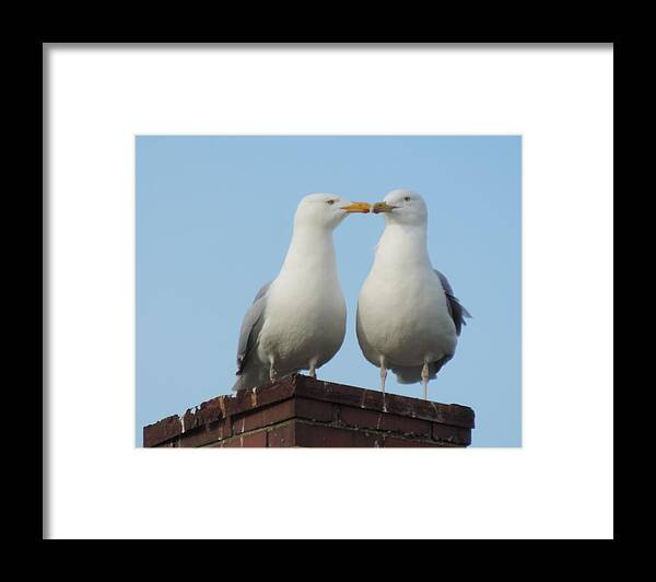 Kissing Seagulls Framed Print featuring the photograph Kiss Me You Fool by Bill Tomsa