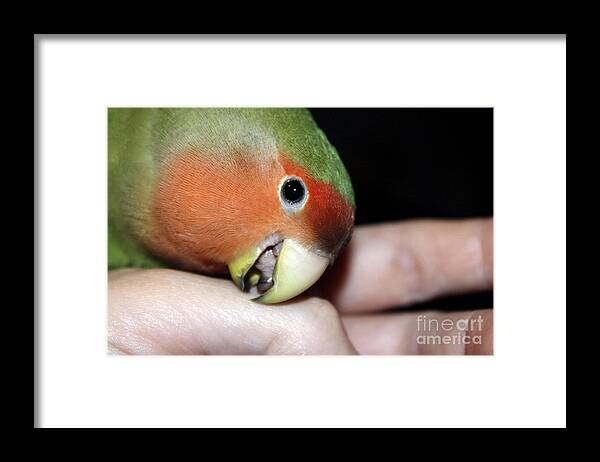 Bird Framed Print featuring the photograph Kisses Pickle by Terri Waters