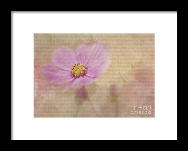 Pink Cosmos Framed Print featuring the photograph Kissing Me Softly by Linda Blair