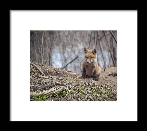 Red Fox Framed Print featuring the photograph Kit Fox 2011-1 by Thomas Young